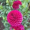 lilyme2